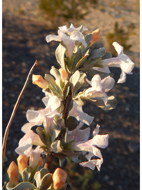 Leucophyllum minus (Big bend barometerbush) #78230