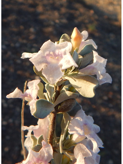 Leucophyllum minus (Big bend barometerbush) #78231