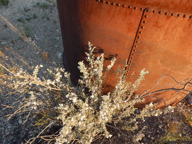 Leucophyllum minus (Big bend barometerbush) #78232