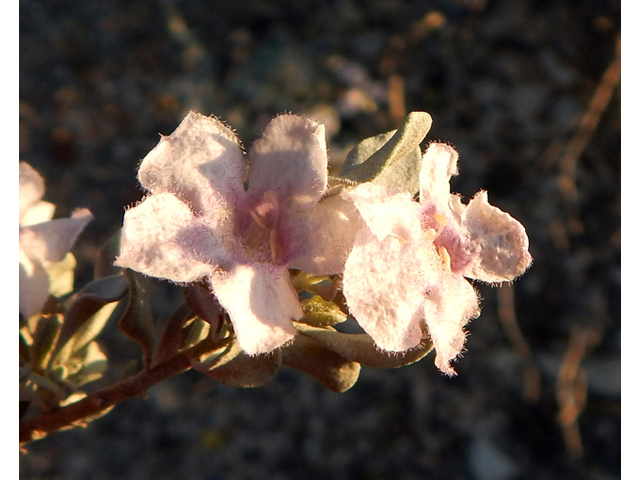 Leucophyllum minus (Big bend barometerbush) #78235