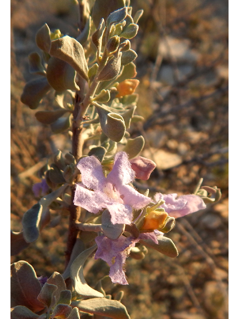 Leucophyllum minus (Big bend barometerbush) #78236