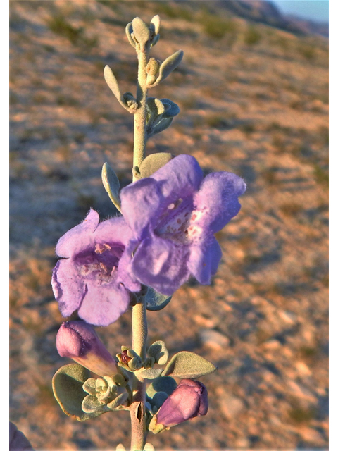 Leucophyllum minus (Big bend barometerbush) #78239