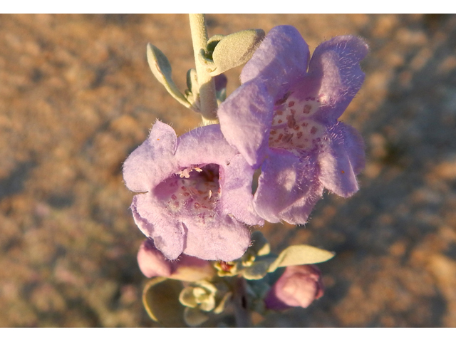 Leucophyllum minus (Big bend barometerbush) #78240