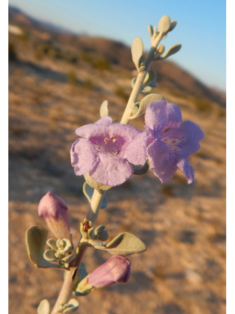 Leucophyllum minus (Big bend barometerbush) #78241