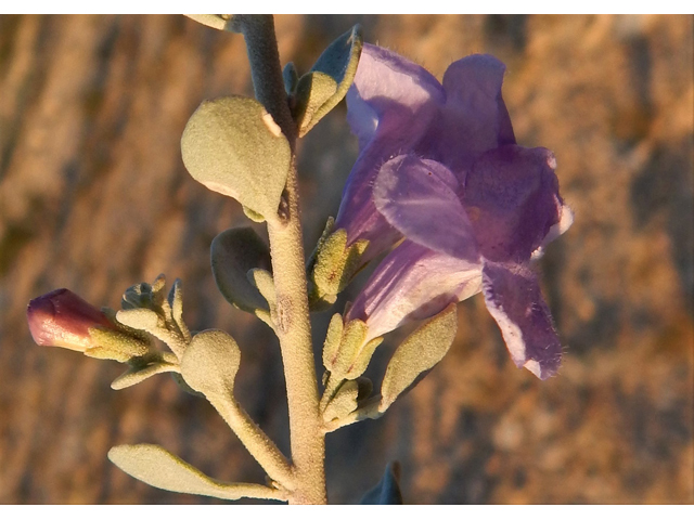 Leucophyllum minus (Big bend barometerbush) #78242