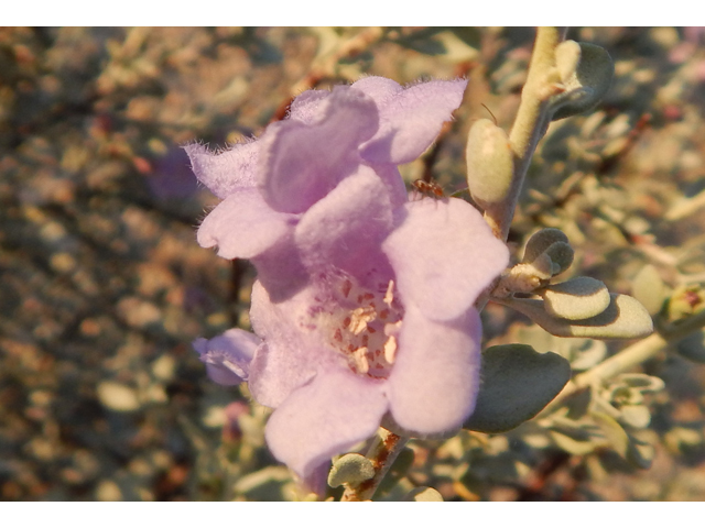 Leucophyllum minus (Big bend barometerbush) #78243