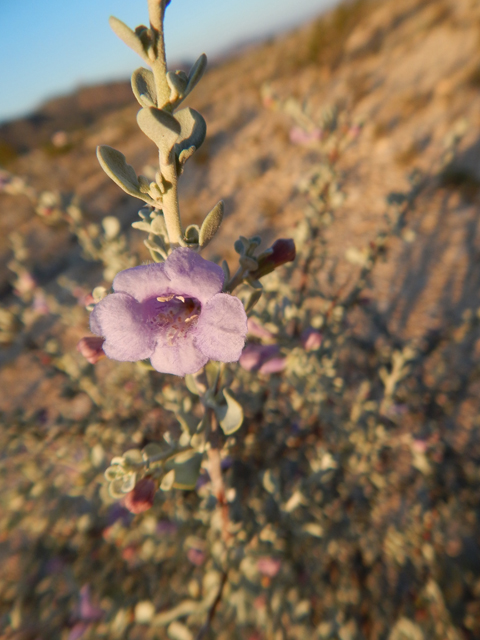 Leucophyllum minus (Big bend barometerbush) #78244