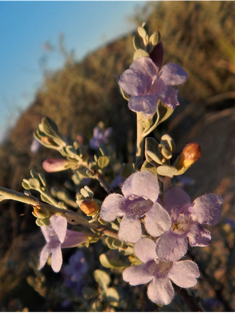 Leucophyllum minus (Big bend barometerbush) #78247