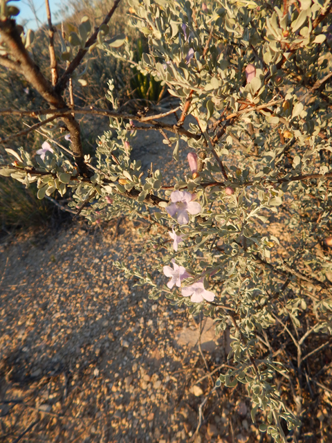 Leucophyllum minus (Big bend barometerbush) #78249