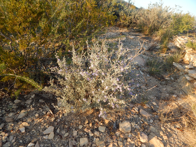 Leucophyllum minus (Big bend barometerbush) #78250