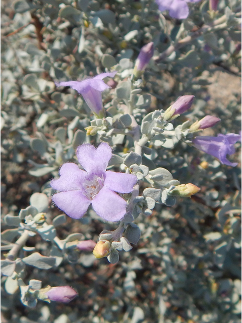 Leucophyllum minus (Big bend barometerbush) #78251