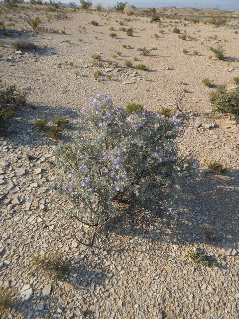 Leucophyllum minus (Big bend barometerbush) #78252