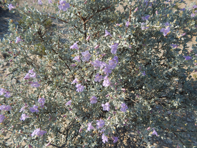 Leucophyllum minus (Big bend barometerbush) #78253