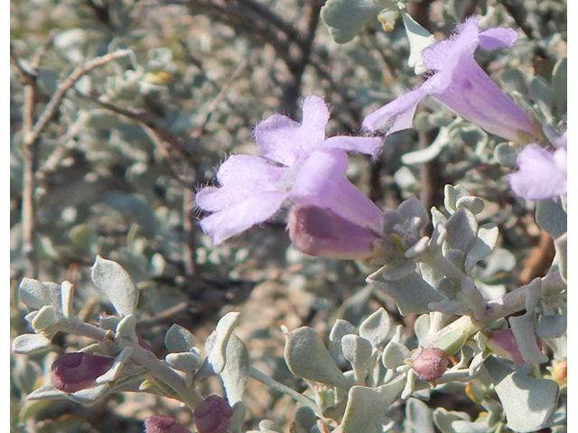 Leucophyllum minus (Big bend barometerbush) #78254