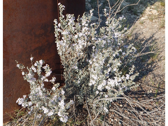 Leucophyllum minus (Big bend barometerbush) #78255