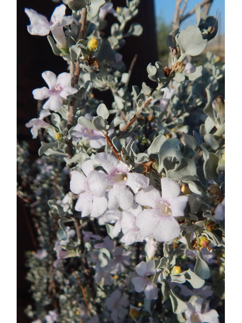 Leucophyllum minus (Big bend barometerbush) #78258