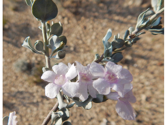 Leucophyllum minus (Big bend barometerbush) #78259