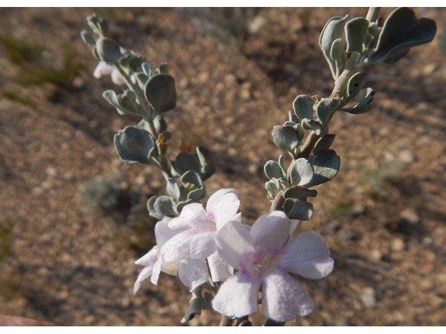 Leucophyllum minus (Big bend barometerbush) #78260