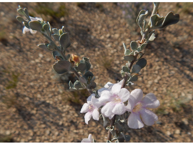 Leucophyllum minus (Big bend barometerbush) #78261