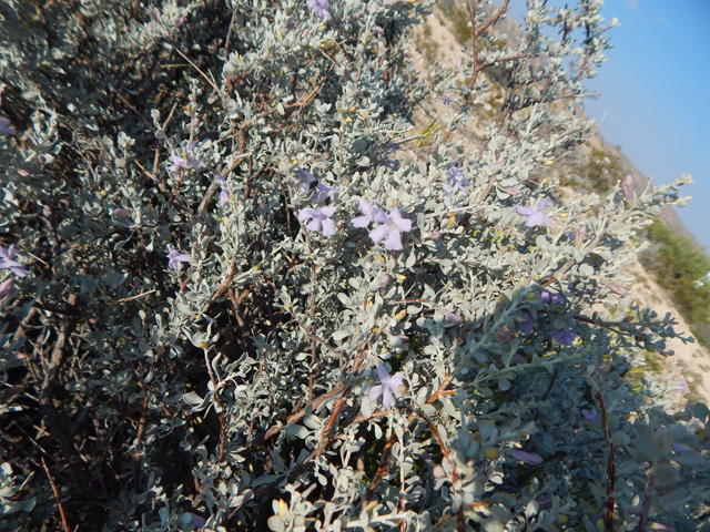 Leucophyllum minus (Big bend barometerbush) #78263