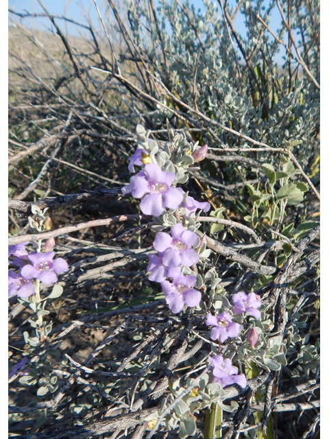 Leucophyllum minus (Big bend barometerbush) #78264