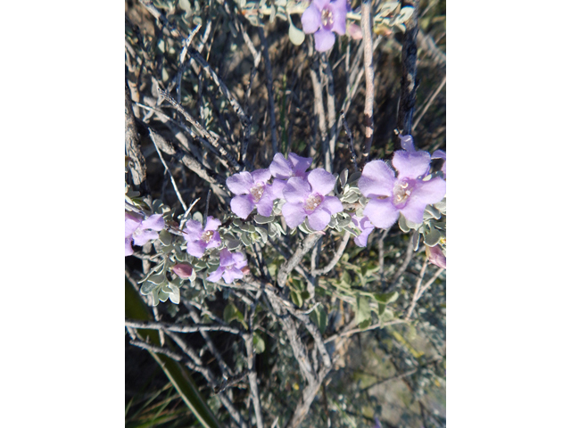 Leucophyllum minus (Big bend barometerbush) #78265