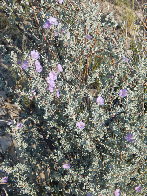 Leucophyllum minus (Big bend barometerbush) #78266