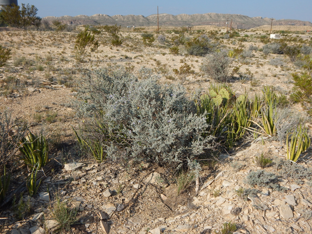 Leucophyllum minus (Big bend barometerbush) #78267