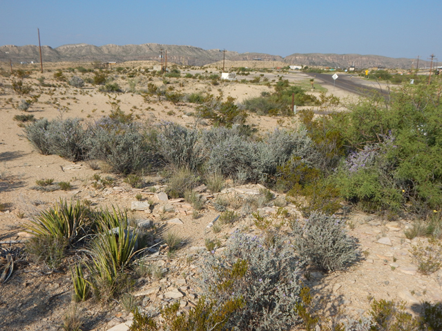 Leucophyllum minus (Big bend barometerbush) #78268