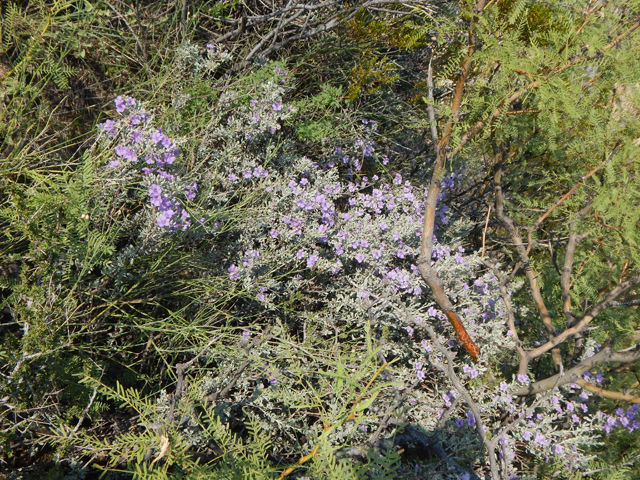 Leucophyllum minus (Big bend barometerbush) #78270