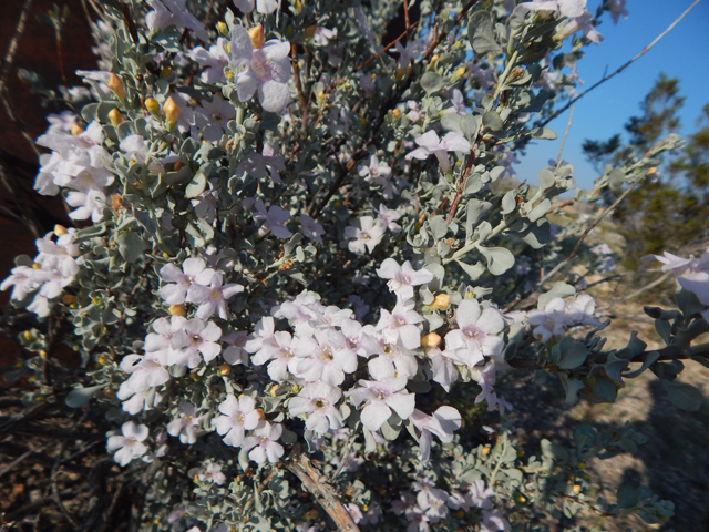 Leucophyllum minus (Big bend barometerbush) #78275