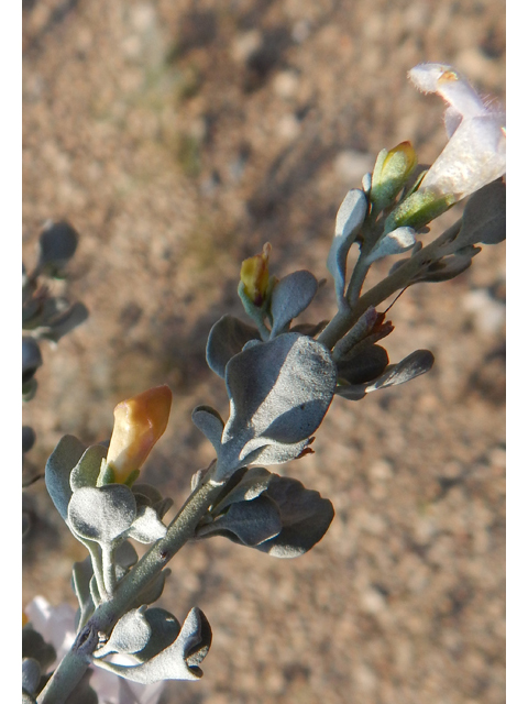 Leucophyllum minus (Big bend barometerbush) #78277