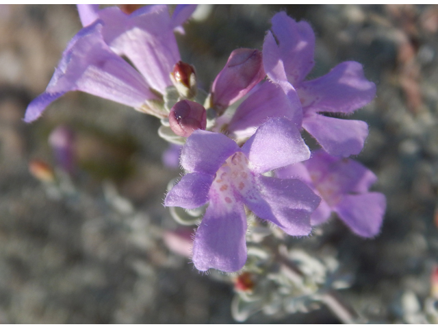 Leucophyllum minus (Big bend barometerbush) #78278