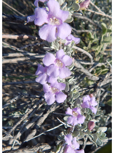 Leucophyllum minus (Big bend barometerbush) #78281