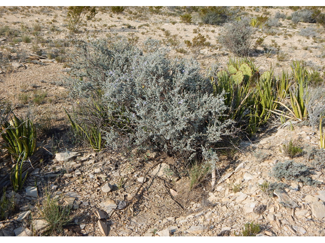 Leucophyllum minus (Big bend barometerbush) #78283