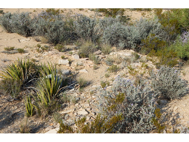 Leucophyllum minus (Big bend barometerbush) #78284