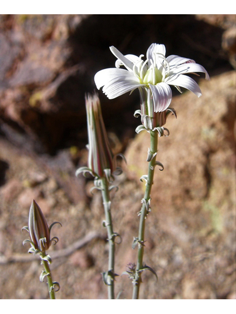 Rafinesquia neomexicana (New mexico plumeseed) #78290