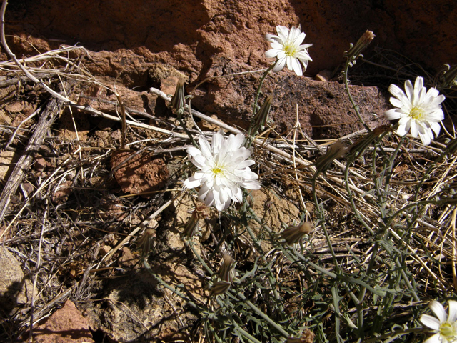 Rafinesquia neomexicana (New mexico plumeseed) #78291