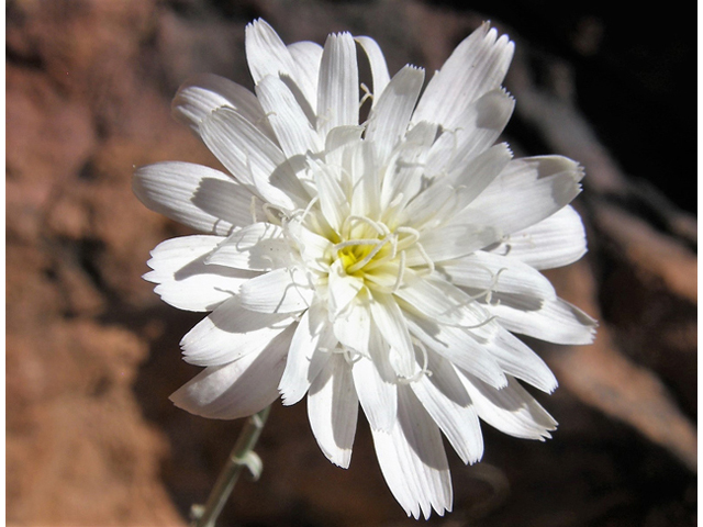 Rafinesquia neomexicana (New mexico plumeseed) #78293