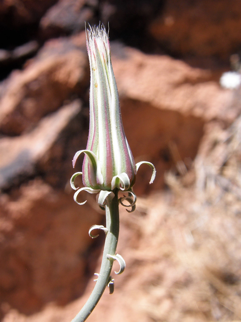 Rafinesquia neomexicana (New mexico plumeseed) #78294