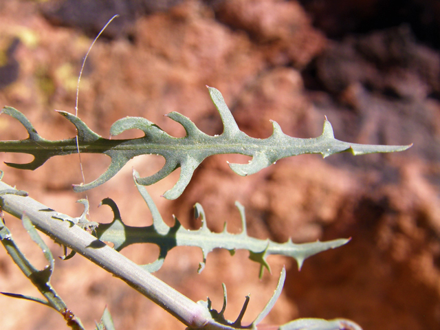 Rafinesquia neomexicana (New mexico plumeseed) #78295