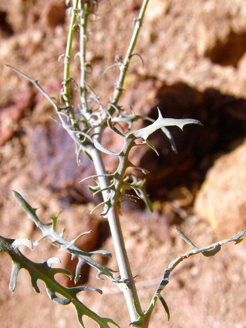 Rafinesquia neomexicana (New mexico plumeseed) #78296