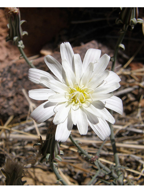 Rafinesquia neomexicana (New mexico plumeseed) #78297