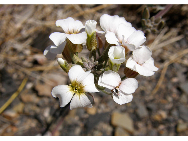 Lesquerella purpurea (Rose bladderpod) #78299