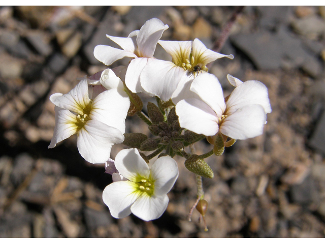 Lesquerella purpurea (Rose bladderpod) #78300