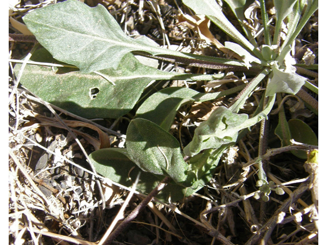 Lesquerella purpurea (Rose bladderpod) #78301