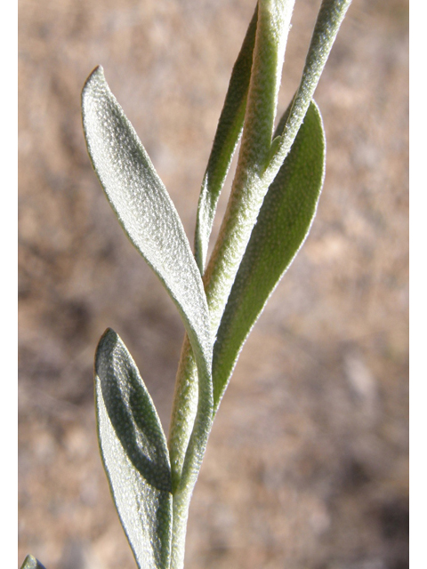 Lesquerella fendleri (Fendler's bladderpod) #78313