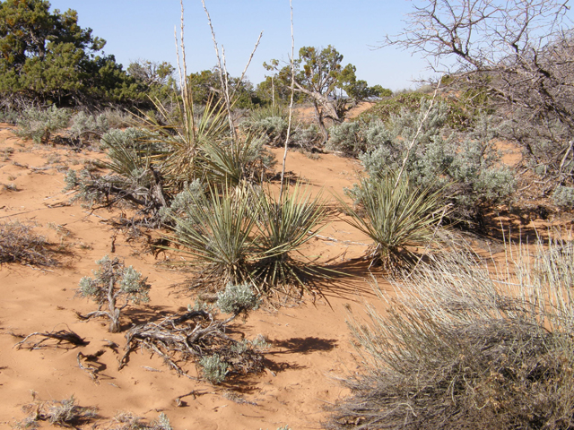 Yucca angustissima var. kanabensis (Kanab yucca) #78371