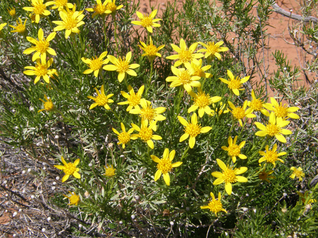 Ericameria linearifolia (Narrowleaf goldenbush) #78394