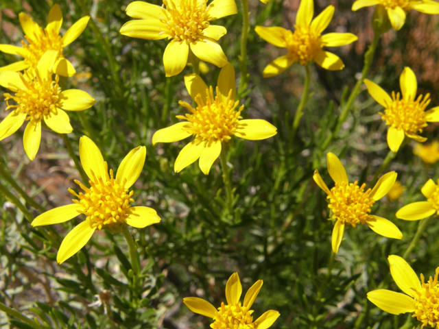 Ericameria linearifolia (Narrowleaf goldenbush) #78396